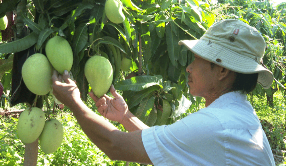 Nông sản được sản xuất theo tiêu chuẩn VietGAP, hướng đến xuất khẩu
